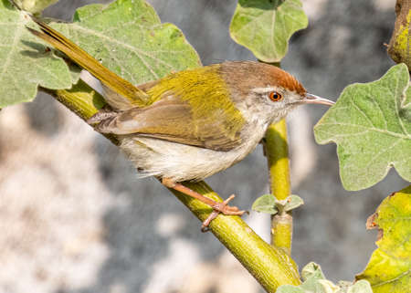 Tailor Bird on a plant searching for foodの写真素材