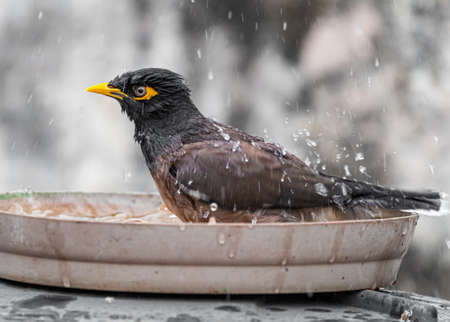 Common Myna bathing in a pot in summerの写真素材