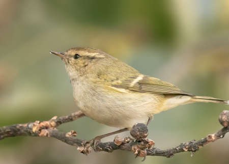 Leaf Warbler resting on a treeの写真素材