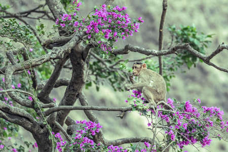 Monkey on a flower tree enjoying flowering
