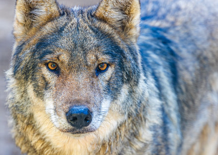 Close up of a wolf looking into Camera