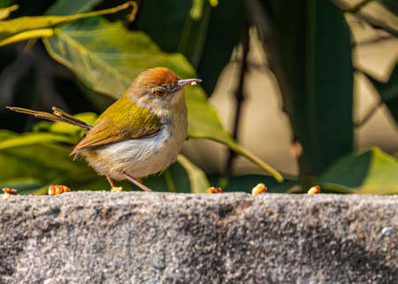 Tailor Bird looking at ground for safetyの写真素材
