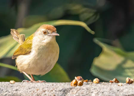 Tailor Bird looking into camera from a wallの写真素材