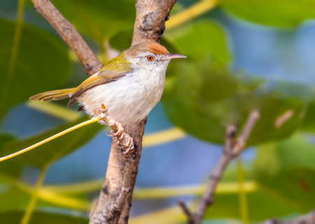 Tailor bird perching on a tree and baskingの写真素材