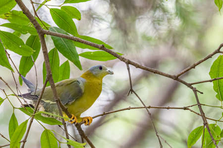 A Yellow footed Green Pigeon basking on tree early in morningの写真素材