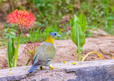 A yellow footed green Pigeon on a lake sideの写真素材