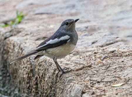 Oriental Magpie resting on the bank of a lake