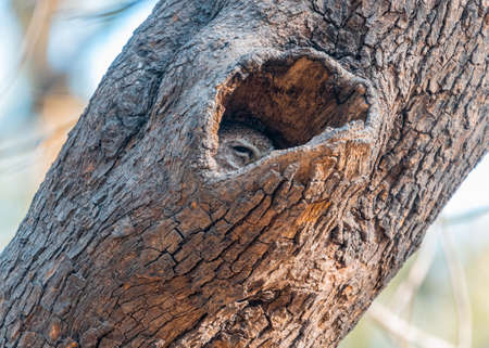A spotted Owl hidden in its nest in tree trunkの写真素材