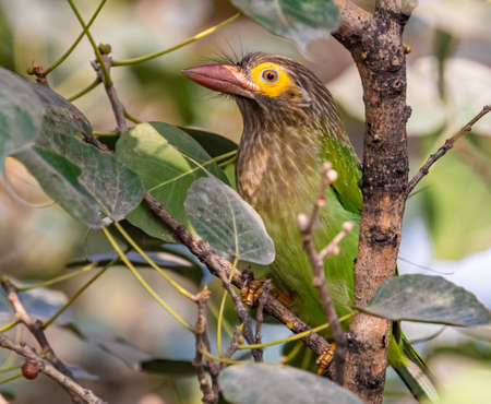 Brown Headed Barbet in natural habitat on a treeの写真素材