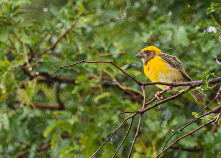 Weaver bird on a tree resting after a rain