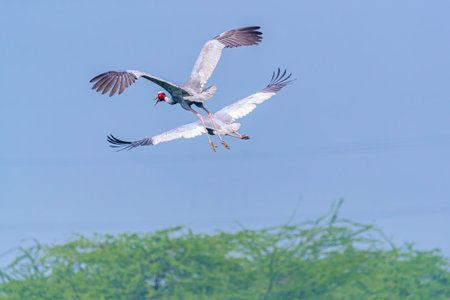 Pair of Flying Sarus Crane 2 over bushes