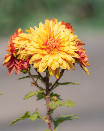 Chrysanthemum flower in the garden in full bloom