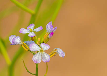 Wild Radish plant flower in garden blooming