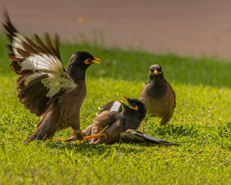 A fight between Common Myna 2の写真素材
