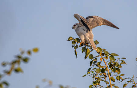 Black Shouldered Kite ready to fly in a forest