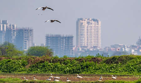 Bar Headed Goose flying over wetlands