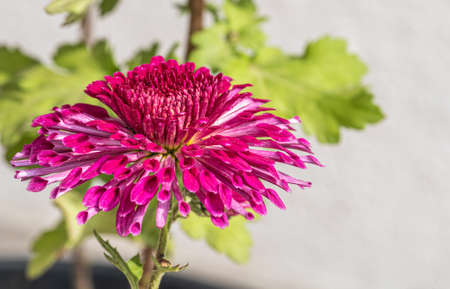 Chrysanthemum flower a close up in full bloomの写真素材