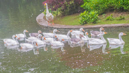 a group of Duck in lake swimmingの写真素材