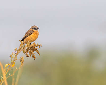 A Stone Chat perching on a plant early in morningの写真素材