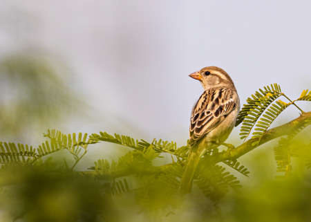 A Sparrow on a bush looking backの写真素材
