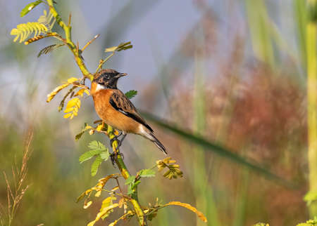 A Stone Chat resting on a bush plantの写真素材