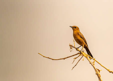 Brown Rock Chat perching on a plant and resting
