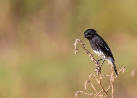 Male Bush chat perching on a plant with green back groundの写真素材