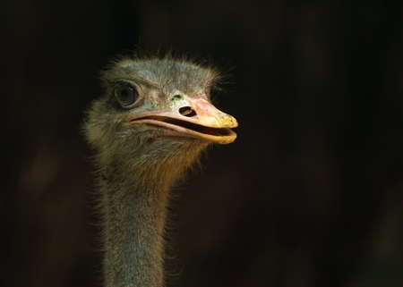 Ostrich perching in the morning in ground