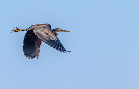 Purple Heron in flying mode with wings down