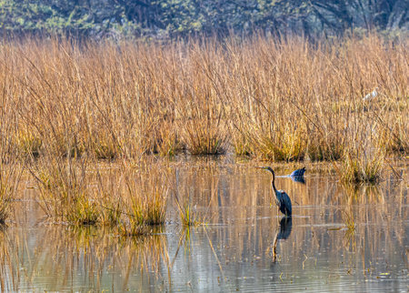 Silky Ibis in a wet land in search of foodの写真素材