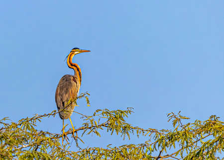 Purple Heron sitting on a bush at the top