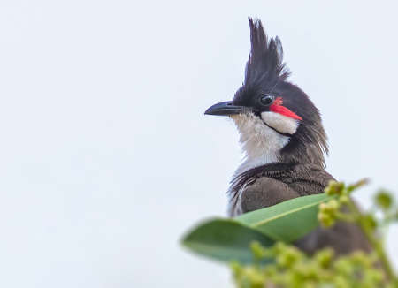 Portrait of a Red Whiskered bulbul sitting on a tree