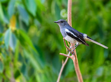 Oriental Magpie female at a tree branch restingの写真素材