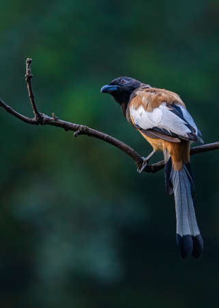 A treepie Rufous looking up in skyの写真素材