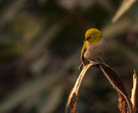 Oriental White Eye Bird perching on a dry branchの写真素材