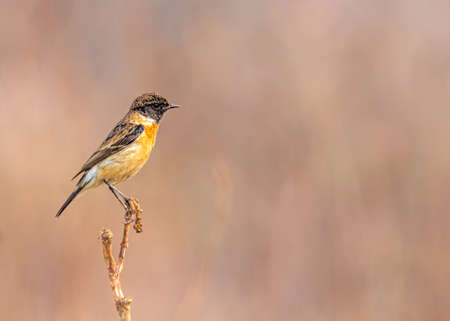 A portrait of Stone Chat on a tree