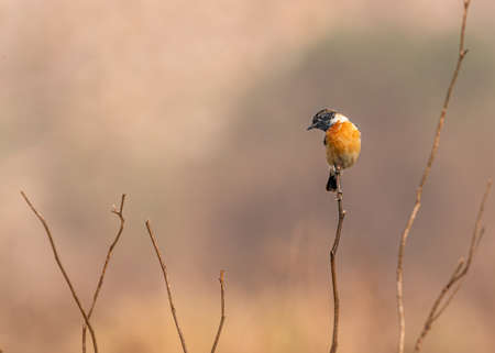A stone chat in nature in wet landの写真素材