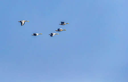 Five Bar Headed Goose in flight in skyの写真素材