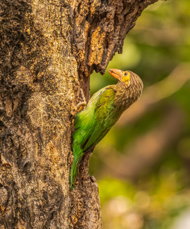 Brown Headed Barbet sitting over its nest and looking for its juvenileの写真素材