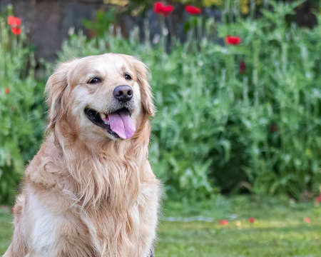A Golden Retriever with open mouth in gardenの写真素材