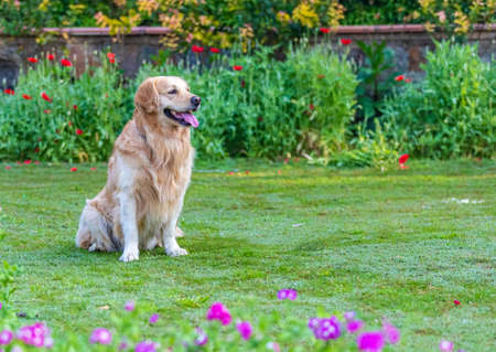 A Golden Retriever resting in a park and looking awayの写真素材