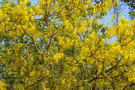 Cassia Fistula Golden Shower Tree blooming