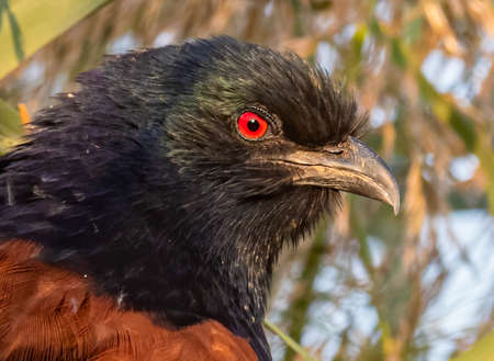 Red Eye of a Greater Coucal a close upの写真素材