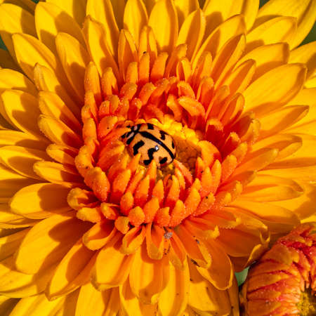 A Ladybug resting in Chrysanthemum flower in gardenの写真素材