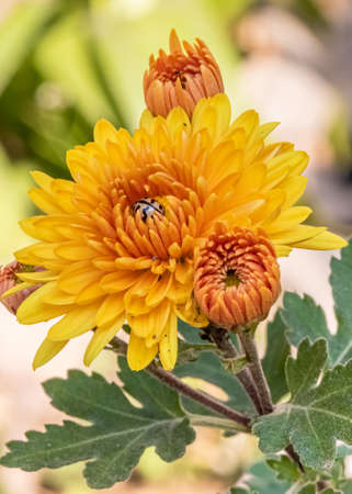 Orange Chrysanthemum flower and resting lady bug in gardenの写真素材