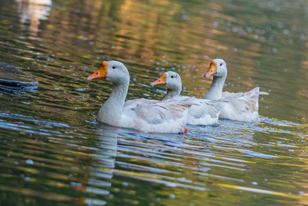 Three domestic goose in lakeの写真素材