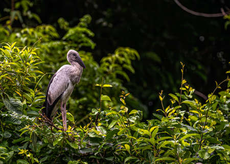A open bill Heron sitting on treeの写真素材