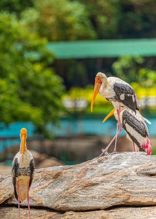 Painted Stork basing