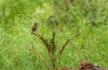 Brown Rock Chat sitting on a plant and restingの写真素材