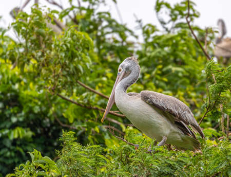 A Greater pelican with beautiful eyes on a treeの写真素材